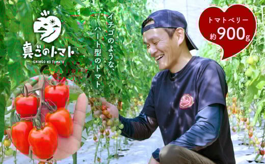 ミニトマト 生産量 日本一 玉名市 !! トマトベリー 約 900g | 野菜 トマト プチトマト 希少 熊本 玉名 くまもと たまな熊本県玉名市6000野菜・きのこトマト
