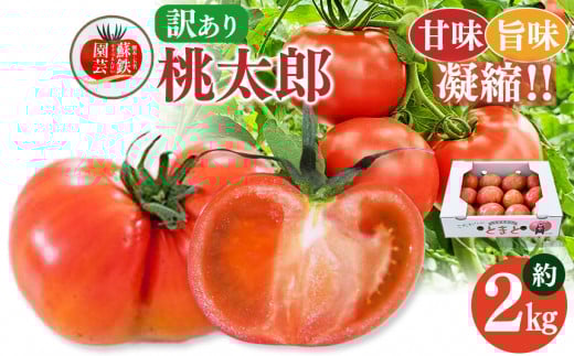 ƒp g}g Y  2kg | ₳  Ƃ܂ g}g Y ƒp F{ ʖsF{ʖs8000؁Êg}g