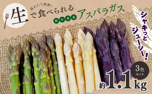 生で食べれる ? アスパラガス 3色 セット( グリーン ・ホワイト ・ パープル  )約 1.1kg | 野菜 アスパラ ソムリエ 新鮮 健康 熊本県産 熊本 玉名 くまもと たまな熊本県玉名市14000野菜・き