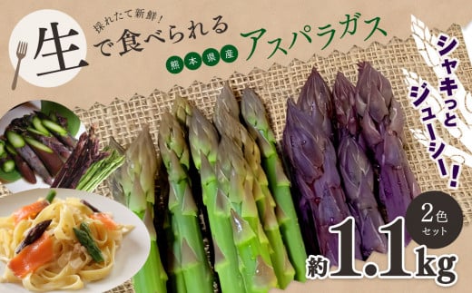 生で食べれる ? アスパラガス 2色 セット( グリーン ・ パープル  )約 1.1kg | 野菜 アスパラ ソムリエ 新鮮 健康 熊本県産 熊本 玉名 くまもと たまな熊本県玉名市14000野菜・きのこその他