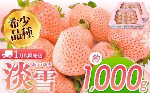 淡雪 約1000g | フルーツ 果物 苺 イチゴ いちご 淡雪 希少品種 熊本 玉名熊本県玉名市17000果物・フルーツいちご