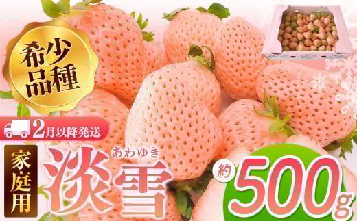 【2月以降発送】ご家庭用淡雪 約500g | フルーツ 果物 いちご 淡雪 熊本 玉名熊本県玉名市7000果物・フルーツいちご