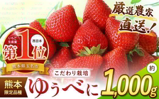 イチゴ 生産量 西 日本一 ? 厳選農家直送 いちご ゆうべに 約 1000g | フルーツ 果物 くだもの 苺 いちご  熊本県 玉名市熊本県玉名市12000果物・フルーツいちご
