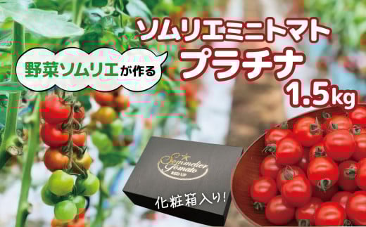 【特別栽培農産物】ソムリエミニトマト・プラチナ( 1.5kg ) | 野菜 やさい トマト とまと 銀賞 熊本県 玉名市熊本県玉名市10000野菜・きのこトマト