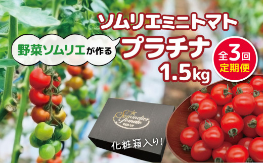 【 定期便 】【特別栽培農産物】ソムリエミニトマト「 プラチナ 」 1.5kg × 3カ月 | 野菜 やさい トマト とまと 銀賞 熊本県 玉名市熊本県玉名市29000野菜・きのこトマト