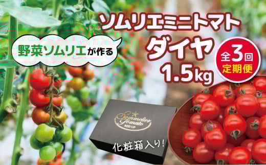【 定期便 】【特別栽培農産物】ソムリエミニトマト「 ダイヤ 」 1.5kg × 3カ月 | 野菜 やさい トマト とまと 銀賞 熊本県 玉名市熊本県玉名市29000野菜・きのこトマト