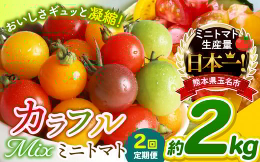 【 定期便 2回 】 ミニトマト 生産量 日本一 玉名市 !! カラフル ミニトマト 約 2kg ( ミックス ) サザキ農園   | 野菜 トマト ミニトマト 熊本県 玉名市 定期便熊本県玉名市18000野菜・きのこ