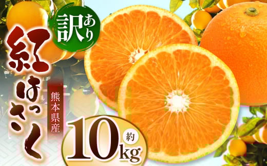 こだわり栽培 訳あり 紅八朔 約 10kg iFARM 岩城農園 | フルーツ 果物 くだもの 柑橘類 柑橘 べにはっさく 八朔 訳アリ ご家庭用 家庭用 10キロ 熊本県 玉名市熊本県玉名市13000果物・フルーツみ