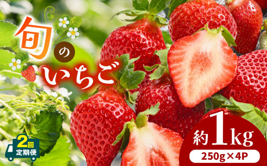 【 定期便 2回 】熊本県産 旬の いちご 約 1kg (250g ×4P) | フルーツ 果物 くだもの 苺 イチゴ 旬 定期 熊本 熊本県 玉名市熊本県玉名市22000果物・フルーツいちご