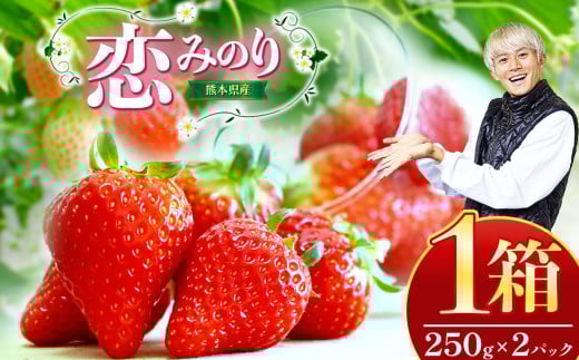 熊本県産 イチゴ 「 恋みのり 」 1箱(250g入り×2パック) | フルーツ 果物 くだもの いちご 苺 500g 熊本県 玉名市熊本県玉名市13000果物・フルーツいちご