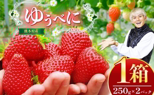 熊本県産 イチゴ 「 ゆうべに 」 1箱(250g入り×2パック) | フルーツ 果物 くだもの いちご 苺 500g 熊本県 玉名市熊本県玉名市13000果物・フルーツいちご