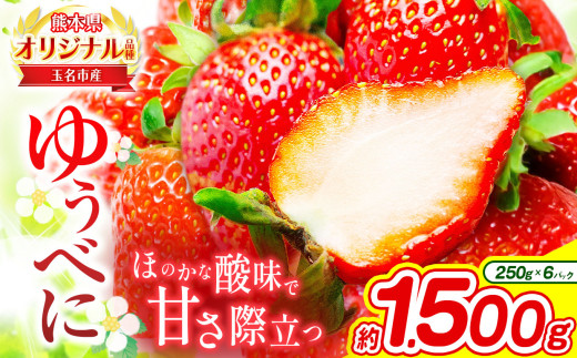 熊本 玉名産 いちご ゆうべに 約1.5kg ( 250g×6パック ) | 果物 くだもの フルーツ イチゴ 苺 熊本県 玉名市熊本県玉名市24000果物・フルーツいちご