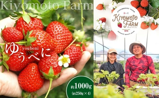 熊本 たまな産 イチゴ ゆうべに 約1000g ( 250g × 4パック ) | フルーツ 果物 くだもの 果実 苺 いちご ベリー ストロベリー  熊本県 玉名市熊本県玉名市11000果物・フルーツいちご