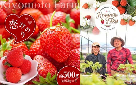 熊本 たまな産 イチゴ 恋みのり 約500g ( 250g × 2パック ) | フルーツ 果物 くだもの 果実 苺 いちご ベリー ストロベリー  熊本県 玉名市熊本県玉名市7000果物・フルーツいちご