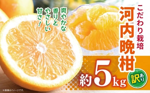 こだわり栽培 訳あり 河内晩柑 約 5kg iFARM 岩城農園 | フルーツ 果物 くだもの 柑橘類 柑橘 晩柑 河内 晩柑 みかん ミカン 訳アリ ご家庭用 家庭用 5キロ 熊本県 玉名市熊本県玉名市8000果物・