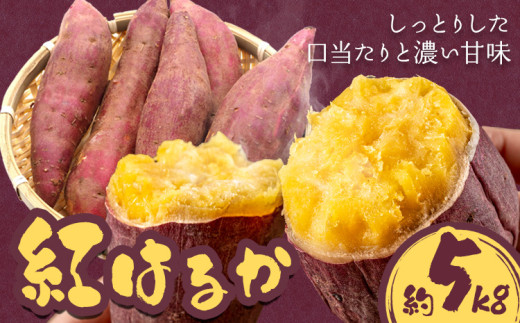 【2025年先行予約】さつまいも 紅はるか 約5kg 株式会社シグマサポート《2025年10月中旬-12月中旬頃出荷予定(土日祝除く)》 サツマイモ 三重県 東員町 お菓子 おやつ 紅はるか やきいも さつま