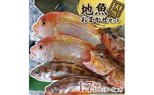 511 地魚おまかせセット 4〜5種類入り計1.7kg以上山形県遊佐町10000魚介・海産物鮮魚