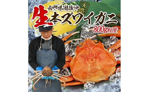 855 遊佐沖 生・本ズワイガニ 1匹 800g程度山形県遊佐町50000魚介・海産物カニ