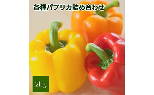 1220 パプリカアラカルト 2kg山形県遊佐町10000野菜・きのこその他 野菜