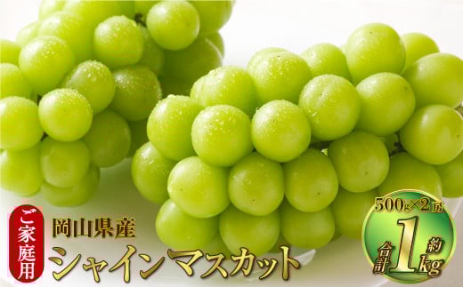 ご家庭用 岡山県産 シャインマスカット 晴王 約1kg(500g×2房)【2025年8月下旬〜11月下旬迄発送予定】 果物 くだもの フルーツ ぶどう ブドウ 葡萄 マスカット岡山県奈義町16000果物・フルーツ