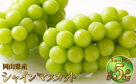 岡山県産 シャインマスカット 晴王 約5kg(5房〜10房) 【2025年8月下旬〜11月下旬迄発送予定】 果物 くだもの フルーツ ぶどう ブドウ 葡萄 マスカット岡山県奈義町53000果物・フルーツマスカ