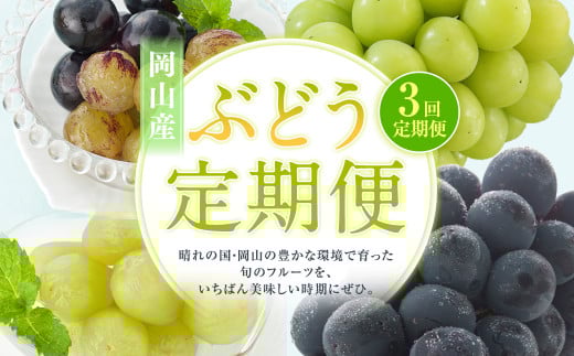 【3回定期便】 マスカットオブアレキサンドリア ニューピオーネ 晴王 【2026年7月上旬より順次発送開始】 葡萄 ブドウ ぶどう フルーツ 果物 ギフト 国産 岡山県産岡山県奈義町60000果物・フ