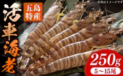 【先行予約】新鮮 五島特産 活車海老 (養殖) 250g (5~15尾) 国産 五島市/拓水 五島事業場【PCU003】長崎県五島市12000魚介・海産物エビ