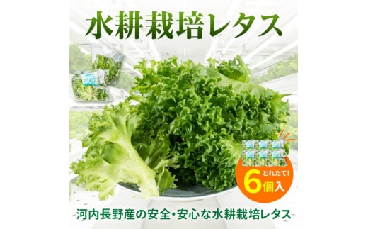 【定期便 毎月お届け6ヵ月】レタス 6個 水耕栽培 河内長野産 フリルレタス 種類 栽培 菜 茎 サラダ 副菜 おつまみ フレアベル フリルアイス セット 無農薬  栄養満点 ビタミン ミネラル 安