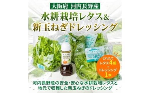 【定期便 毎月お届け 12ヵ月】とれたてレタスと玉ねぎドレッシングセット サラダ 副菜 常備野菜 炒め物 スープ チャーハン 鍋料理 巻物 冷製料理 朝食 昼食 夕食 付け合わせ サンドイッ