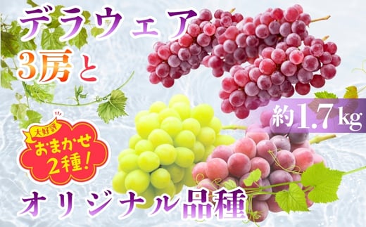 �y2026�N7�����{�`���������z�f���E�G�A�R�[�ƃI���W�i���i�킨�܂����Q��@��1.7�s �����I���W�i���Ԃǂ����� �l�ߍ��킹 �� �����I���W�i���Ԃǂ��� �I���W�i���i��܂� ���܂��� 2��