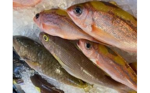 【泊漁港直送】 沖縄美ら海鮮魚4kgセット|沖縄 那覇市 魚 魚貝類 お魚 さかな 漁港直送 美ら海 まぐろ沖縄県那覇市25000魚介・海産物鮮魚