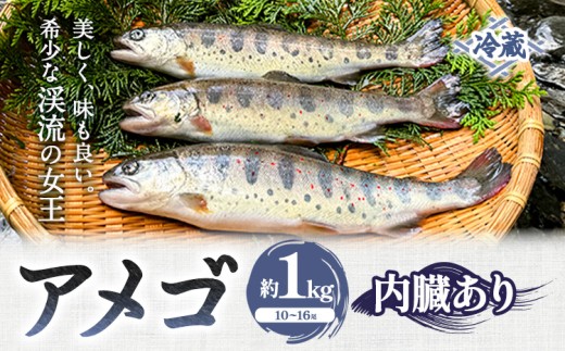 アメゴ 約1kg  内臓 あり 木屋平淡水養魚場《4月上旬-10月下旬頃出荷(土日祝除く)》 【配送不可地域あり】※北海道・沖縄・離島 徳島県 美馬市 川魚 アメゴ あまご 塩焼き 唐揚げ 徳島県美