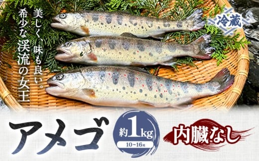 アメゴ 約1kg  内臓 なし 木屋平淡水養魚場《4月上旬-10月下旬頃出荷(土日祝除く)》 【配送不可地域あり】※北海道・沖縄・離島 徳島県 美馬市 川魚 アメゴ あまご 塩焼き 唐揚げ 徳島県美