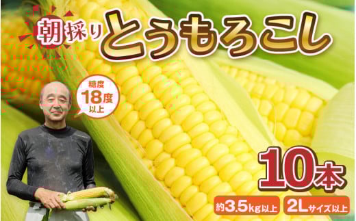 【先行予約】 とうもろこし 10本 (1本:2Lサイズ以上 370g〜450g) 『メロンより甘い』もろこしやの朝取れとうもろこし 〜驚きの糖度18度以上!〜 (わくわくコーン) 【2026年6月上旬以降順次発送
