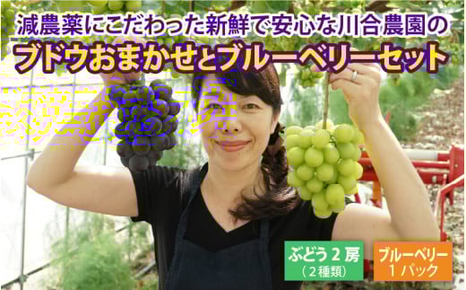 【先行予約】 減農薬にこだわった新鮮で安心な川合農園のブドウ おまかせ2房 と ブルーベリーセット 【2026年7月以降順次発送予定】 【ブドウ ぶどう ブルーベリー 果物 くだもの 果実 フル