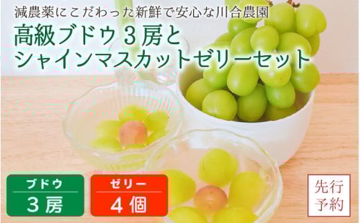 【先行予約】減農薬にこだわった新鮮で安心な川合農園の高級ブドウ 3房 と シャインマスカットゼリー 4個セット【2026年8月中旬以降順次発送予定】【マスカット ブドウ ぶどう 葡萄 果物