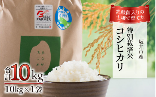 ys\zyߘa7NYEVāz_ۓ̓yňĂ䌧 䒬Y ʍ͔|ăRVqJ 10kgiājy2025N9{ȍ~\z [B-4806_01]䌧s24000āEp