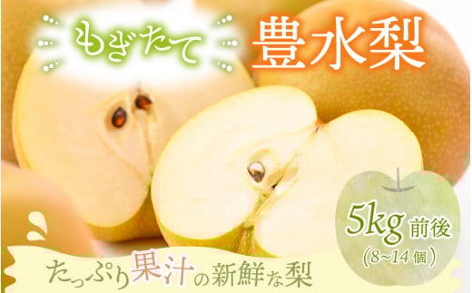 【先行予約】【豊水梨】5kg前後 (8〜14個) もぎたて!たっぷり果汁の新鮮な梨をお届け!【2026年8月下旬以降順次発送予定】【梨 なし 和梨 フルーツ 甘い みずみずしい 果実 果物 新鮮 お土産