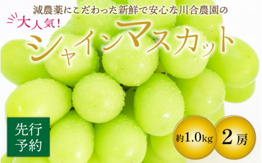 【先行予約】減農薬にこだわった新鮮で安心な川合農園大人気のシャインマスカット2房 約1.0kg【2026年9月上旬以降順次発送予定】【マスカット ブドウ ぶどう 葡萄 果物 くだもの フルーツ