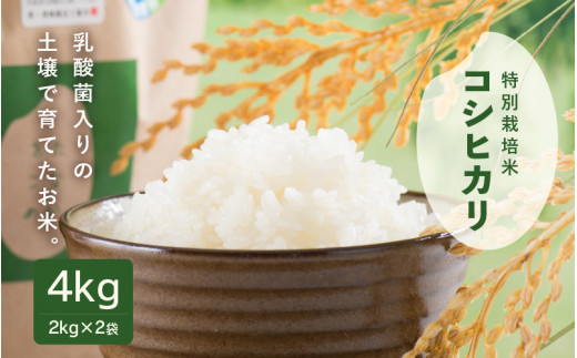 ys\zyߘa7NYEVāz_ۓ̓yňĂ 䌧 䒬Y ʍ͔|ăRVqJ 4kgi2kg×2܁jiājy2025N9{ȍ~\z [A-4837_02]䌧s10000āE