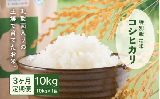 ys\zyߘa7NYEVāz  3A͂ _ۓ̓yňĂ 䌧 䒬Y ʍ͔|ăRVqJ 10kg () y2025N10{ȍ~\z [F-4805_02]