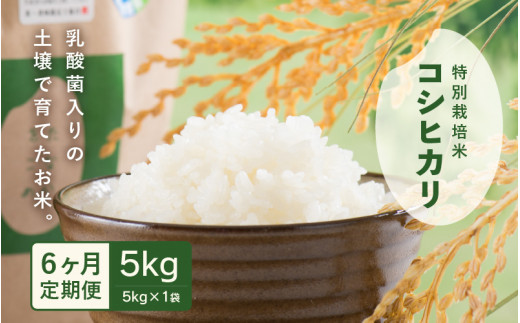 ys\zyߘa7NYEVāz  6A͂ _ۓ̓yňĂ 䌧 䒬Y ʍ͔|ăRVqJ 5kg () y2025N10{ȍ~\z [F-4806_02]