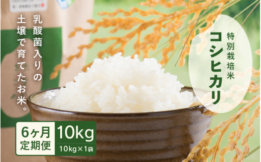 ys\zyߘa7NYEVāz  6A͂ _ۓ̓yňĂ 䌧 䒬Y ʍ͔|ăRVqJ 10kg () y2025N10{ȍ~\z [K-4803_02]