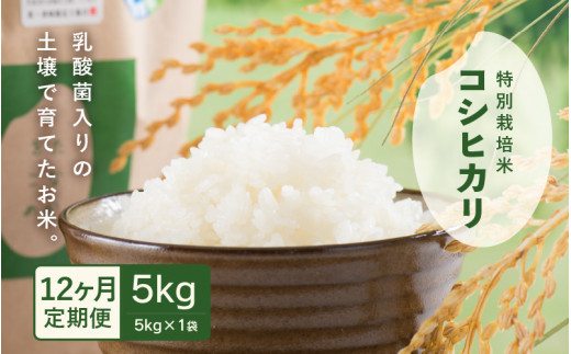 ys\zyߘa7NYEVāz 12A͂ _ۓ̓yňĂ 䌧 䒬Y ʍ͔|ăRVqJ 5kg ()y2025N10{ȍ~\z [K-4805_02]