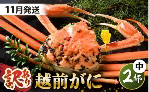 【先行予約】【訳あり】 茹で「越前ズワイ蟹」 中 2杯 脚折れ 【2025年11月発送分】【わけあり ワケアリ カニ かに 蟹 越前ガニ 越前蟹 ずわいがに ズワイガニ ズワイ ボイルガニ 姿 ボイル