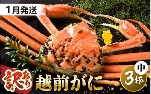 【先行予約】【訳あり】 茹で「越前ズワイ蟹」 中 3杯 脚折れ 【2026年1月発送分】【わけあり ワケアリ カニ かに 蟹 越前ガニ 越前蟹 ずわいがに ズワイガニ ズワイ ボイルガニ 姿 ボイル 冬