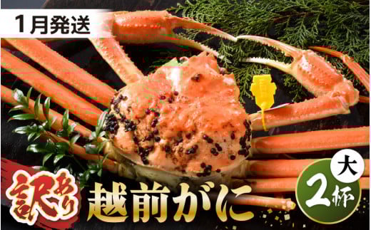 【先行予約】【訳あり】 茹で「越前ズワイ蟹」 大 2杯 脚折れ 【2026年1月発送分】【わけあり ワケアリ カニ かに 蟹 越前ガニ 越前蟹 ずわいがに ズワイガニ ズワイ ボイルガニ 姿 ボイル 冬
