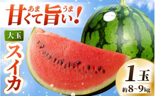 【先行予約】 坂井市産 ハウススイカ 1玉入り 8〜9kg (大玉) 一度食べたらやみつき!甘さと美味しさに心が弾む ハウススイカ! 【2026年6月中旬以降順次発送予定】【スイカ 西瓜 すいか デザ
