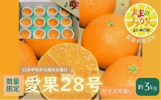 yʌ@s\z󂠂舤28TCYs3Lƒp 12{`qYn@Q@Â@݂@t[cr [5310-0247]Qu24000ʕEt[c݂