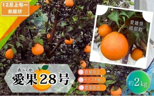 ys\ ʌz󂠂舤28 TCYs 2kg 10ʑO 12{珇ƒp _  ݂ k {ɂ͂ s t u Q 2L [5310-0252]Q